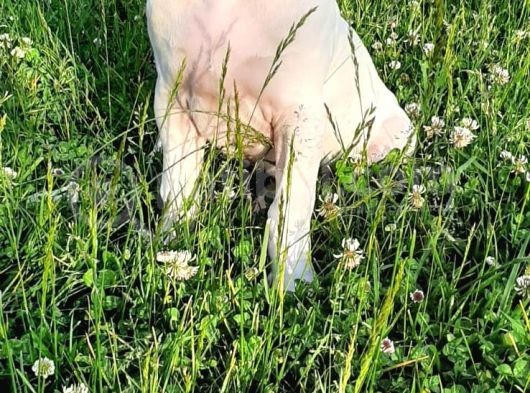 Dünya Şampiyonu Dogo Argentino Yavruları görsel