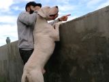 Dünya Şampiyonu Dogo Argentino Yavruları