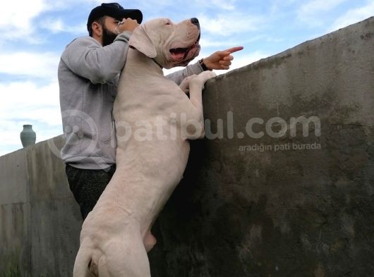 Dünya Şampiyonu Dogo Argentino Yavruları görsel