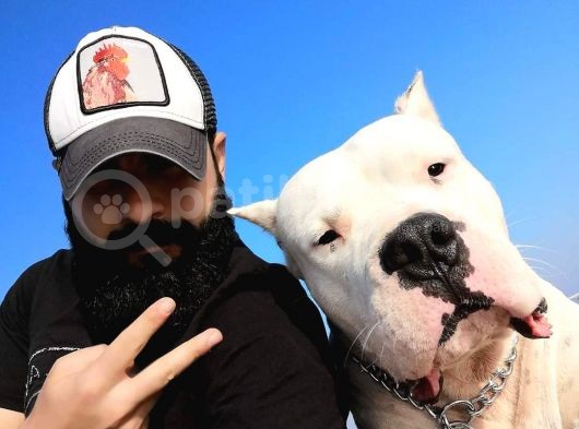 Dünya Şampiyonu Dogo Argentino Yavruları görsel