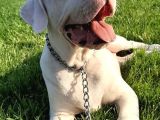 Dünya Şampiyonu Dogo Argentino Yavruları