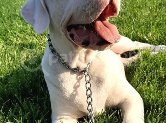 Dünya Şampiyonu Dogo Argentino Yavruları görsel