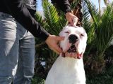 Dünya Şampiyonu Dogo Argentino Yavruları
