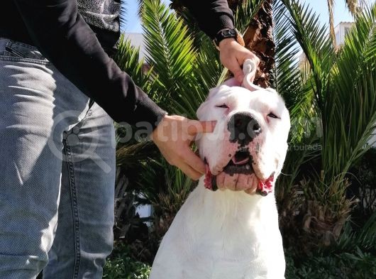 Dünya Şampiyonu Dogo Argentino Yavruları görsel