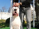Dünya Şampiyonu Dogo Argentino Yavruları