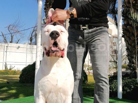 Dünya Şampiyonu Dogo Argentino Yavruları görsel