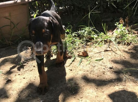 45 Günlük Doberman Dişi görsel