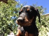 45 Günlük Doberman Dişi