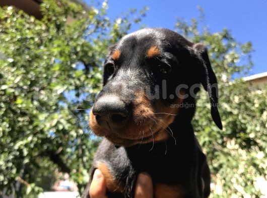 45 Günlük Doberman Dişi görsel