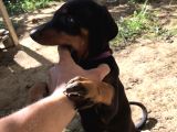 45 Günlük Doberman Dişi