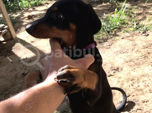 45 Günlük Doberman Dişi görsel