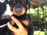 45 Günlük Doberman Dişi