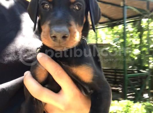 45 Günlük Doberman Dişi görsel