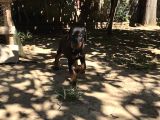 45 Günlük Doberman Dişi