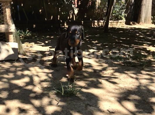 45 Günlük Doberman Dişi görsel