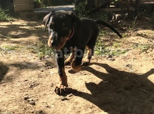 45 Günlük Doberman Dişi