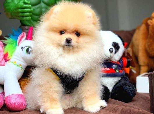 Pomeranian Boo görsel