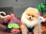 Pomeranian Boo