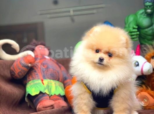 Pomeranian Boo görsel