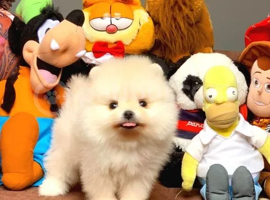 Güvencesiyle Pomeranian Boo Yavrularımız