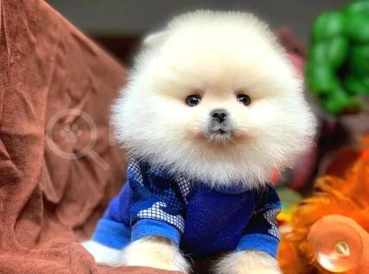 Güvencesiyle Pomeranian Boo Yavrularımız