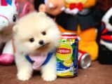 Güvencesiyle Pomeranian Boo Yavrularımız