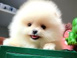 Güvencesiyle Pomeranian Boo Yavrularımız