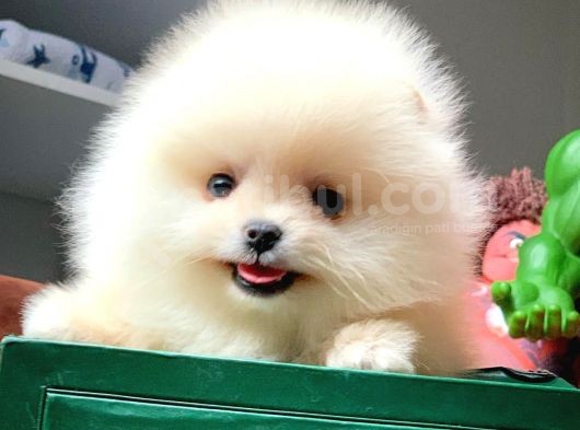 Güvencesiyle Pomeranian Boo Yavrularımız görsel