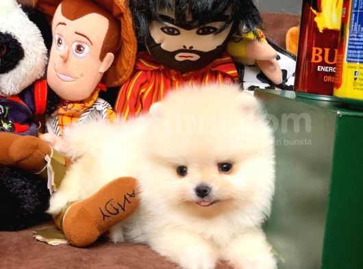 Güvencesiyle Pomeranian Boo Yavrularımız görsel