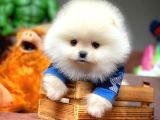 Güvencesiyle Pomeranian Boo Yavrularımız
