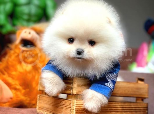 Güvencesiyle Pomeranian Boo Yavrularımız görsel