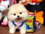 Güvencesiyle Pomeranian Boo Yavrularımız