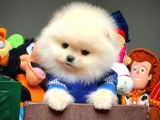 Güvencesiyle Pomeranian Boo Yavrularımız