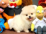Güvencesiyle Pomeranian Boo Yavrularımız