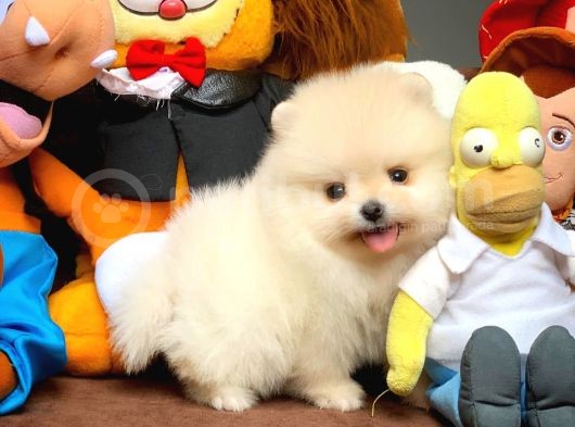 Güvencesiyle Pomeranian Boo Yavrularımız görsel