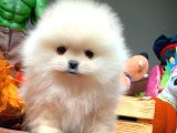Güvencesiyle Pomeranian Boo Yavrularımız
