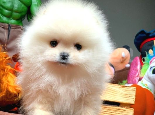 Güvencesiyle Pomeranian Boo Yavrularımız görsel