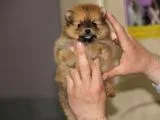 En özel pomeranian boo yavrularımız