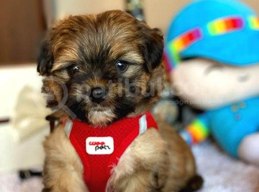 En Güzel Maltipoo Yavrularımız görsel