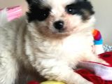 En Özel Pomeranian Boo Yavrularımız