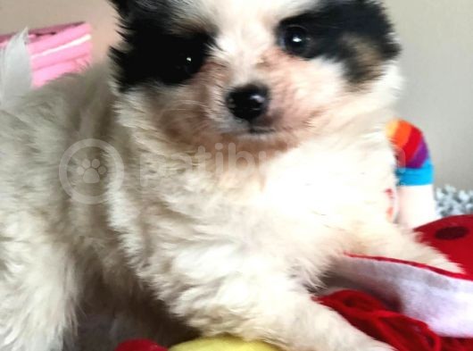 En Özel Pomeranian Boo Yavrularımız görsel