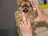 En Özel Pomeranian Boo Yavrularımız