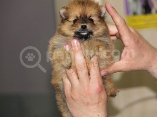 En Özel Pomeranian Boo Yavrularımız görsel