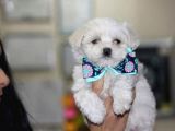 En Özel Maltese Yavrularımız