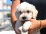 En Özel Maltese Yavrularımız