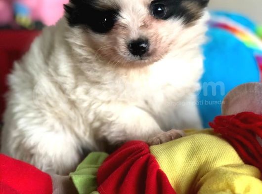 En Özel Pomeranian Boo Yavrularımız görsel