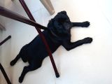 Mükemmel Anatomiye Sahip Yavru Pug