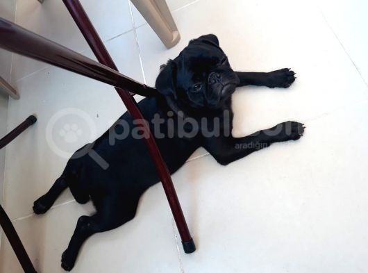 Mükemmel Anatomiye Sahip Yavru Pug görsel