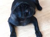 Mükemmel Anatomiye Sahip Yavru Pug