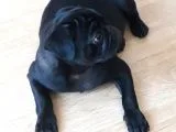 Mükemmel Anatomiye Sahip Yavru Pug